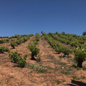 vina-don-heraldo-wines-dwh-enoturismo-turismo-cauquenes-maule-chile_006